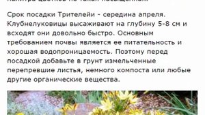 Трителейя:  посадка и уход.