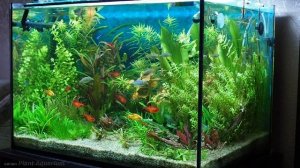 Аквариум на УДО от группы Аквапозитив сравнение с УДО от компании AquaBalance