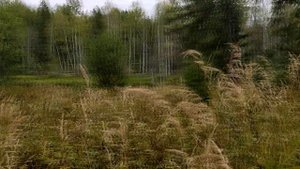 Заброшенная пасека в лесу. Куча металлолома.