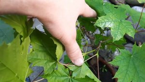 Бонсай из  жимолости каприфоли, клёна и ели по-русски!)))