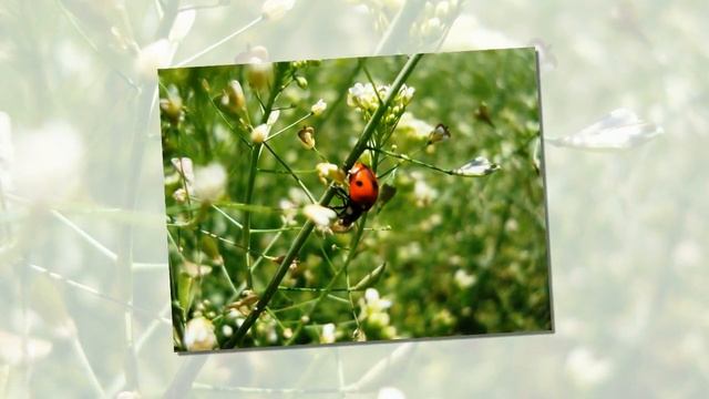Детям про насекомых. Бабочка, стрекоза, божья коровка, муравей, муха, комар.