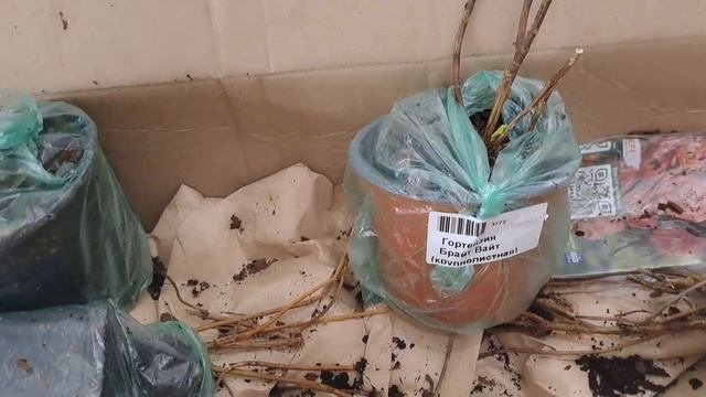 ПОКУПКА 9 ГОРТЕНЗИЙ. НОВЫЕ СОРТА ТРЁХ ВИДОВ. МЕТЕЛЬЧАТАЯ. КРУПНОЛИСТНАЯ И ДРЕВОВИДНАЯ.