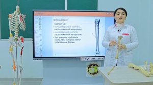 Скелет нижних конечностей