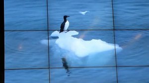 Настоящая Арктика. Лекция Николая Гернета,  ч.1