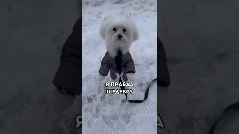 Я правда шедевр?#shorts #дрессировкасобак