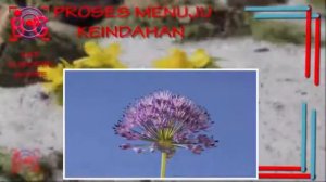 Proses Keindahan Allium 'Purple Sensation' flower opening time lapse | Fisiologi Tumbuhan 2017