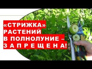 Почему обрезка растений сада и огорода в Полнолуние ЗАПРЕЩЕНА?