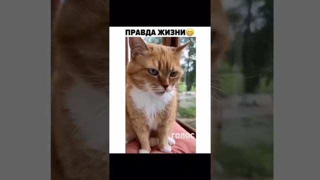 наглядная разница между котами и собаками.the difference between cats and dogs.