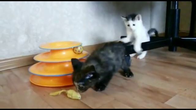 Котята в добрые руки смотреть онлайн