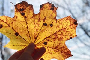 С добрым  утром! Самое Доброе!!!  Музыкальная Открытка!