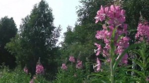 ПОЕЗДКА ЗА ИВАН ЧАЕМ    (КИПРЕЙ), КОГДА И КАК СОБИРАТЬ ИВАН ЧАЙ (КИПРЕЙ)