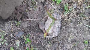 Как пересадить поросль шиповника. Как приживается поросль шиповника.