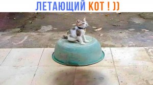 НЕОПОЗНАННЫЙ ЛЕТАЮЩИЙ КОТ! ))) Приколы | Мемозг 1453