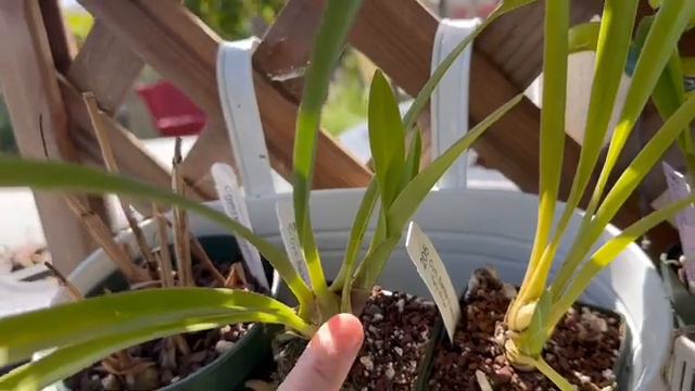 Cymbidium Collection - April 2023 смотреть онлайн