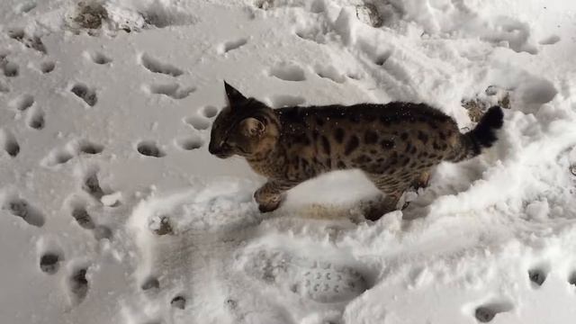 Savannah cat walking outdoor in winter. Савана кот гуляет по снегу смотреть онлайн