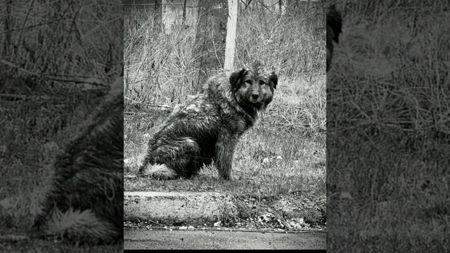 История одного пса...до слез смотреть онлайн