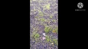 Газонная трава спустя 40 дней. Сибирь. Осень.