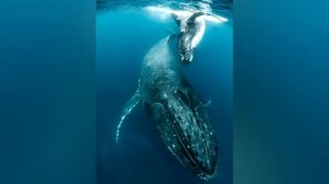 Синий кит - великан морских глубин.  Степанова Н.Л.