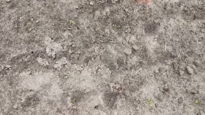 Как вырастить сельдерей листовой в открытом грунте