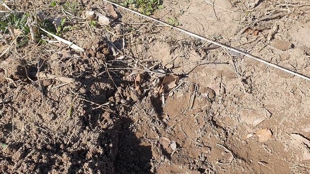 Посадка саженцев чёрной смородины