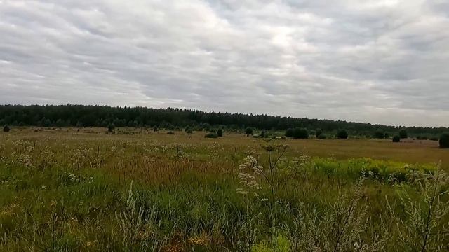 Открытие охоты с легавой 25.07.21. Охота на болотно луговую дичь. смотреть онлайн