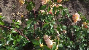 ПЭТ ОСТИН (Pat Austin), Austin Великобритания, 1995 г.  Английские розы (English Rose, Austin)