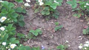 Strawberry Plants are Blooming / ?/ Strawberry Blossoms/Edible Garden