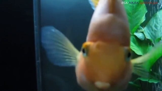 Цихлида рыба ПОПУГАЙ. смотреть онлайн