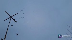 Николаевские голуби Воронежской области. 05.11.2021г