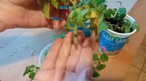 Результат укоренения осенних черенков томатов двумя способами. Интересный вариант.