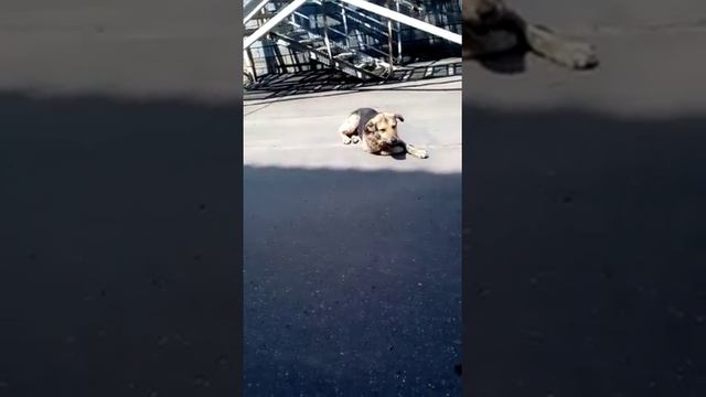 Рабочая собака