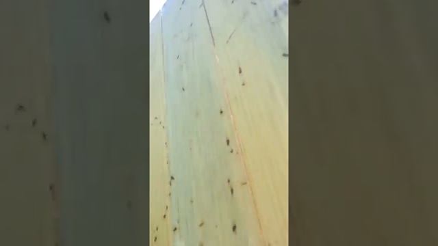 Маленький рой смотреть онлайн