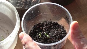 Первые работы с рассадой перцев после всходов