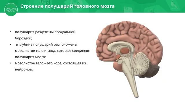 10 класс. Биология. Строение центральной нервной системы. 14.04.2020 смотреть онлайн