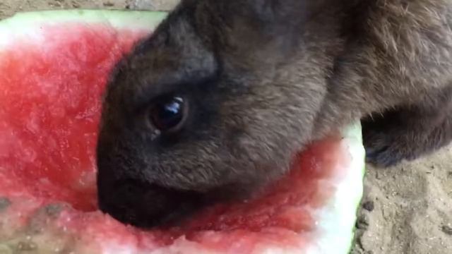 кролик ест арбуз смотреть онлайн