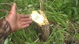 Кусторез. Косим молодой лес! Испытание самодельного кустореза на трактор ЮМЗ-6 смотреть онлайн