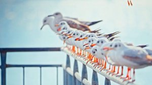 4K HDR 60fps Dolby Vision _ Потрясающая четкость