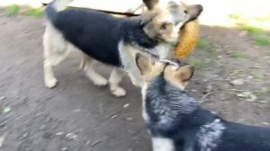 Эрик никому не отдаст свою новую забаву | ВЕО овчарки | Смешные собаки .