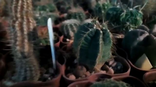 Два месяца зимовки, как выглядят кактусы? смотреть онлайн