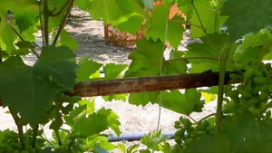 Виноград - гибридная форма  ВАЛЕРИЯ  2021 год.Опыление.