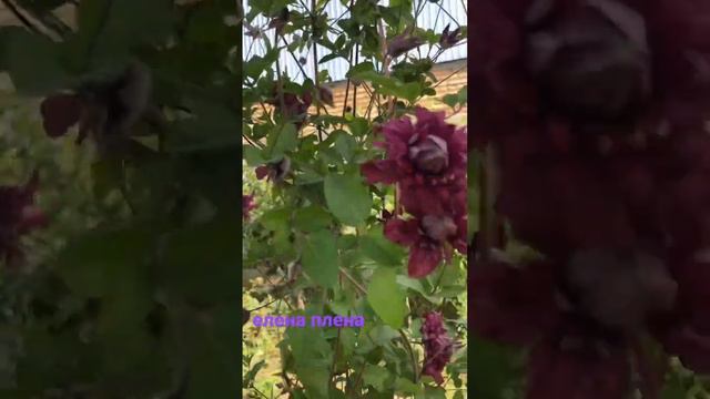 Клематис елена и Д Руппель смотреть онлайн