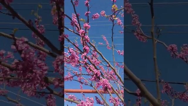 Прекрасный Церцис зацвёл? смотреть онлайн