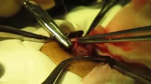 Operation on the third eyelid (Nictitating Membrane). Ушивание третьего века.2122