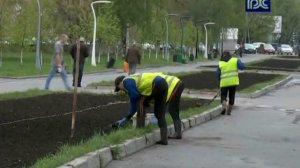 В Вологде начали оформлять цветники и клумбы