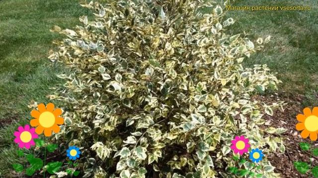 Береза черная шило сплэш. Краткий обзор, описание характеристик betula nigra Shiloh Splash смотреть онлайн