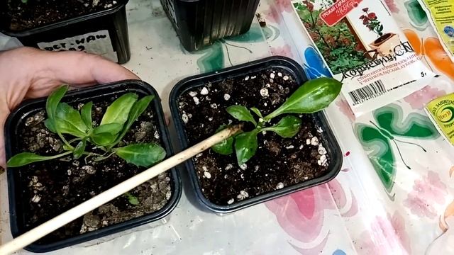 черенкуем всё подряд смотреть онлайн