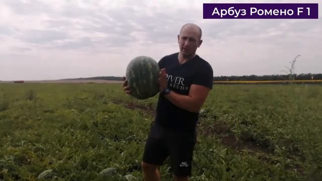 Ромено F1 #RiverSeeds т.89081923283