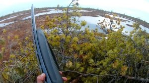 ОХОТА НА ГУСЯ В АРХАНГЕЛЬСКОЙ ОБЛАСТИ 2021. ПОСАДИЛИ ПАРУ ГУСЕЙ!