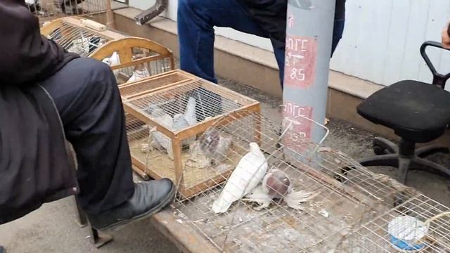 Воскресный, голубиный рынок Алматы.