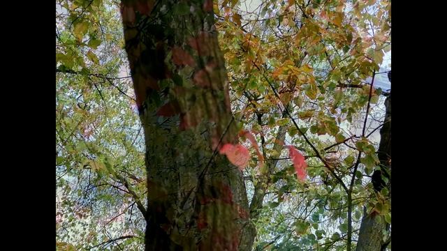 Краски осени... смотреть онлайн